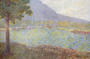 Blaue Hortensien bei Groote Schuur