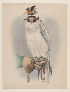 Weißer Grönlandfalke von Willem Bastiaan van Wouw (possibly)