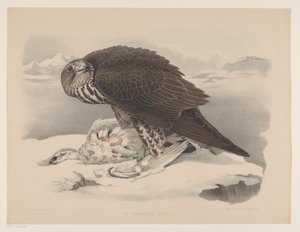 Gerfalke mit Schneehuhn von Willem Bastiaan van Wouw