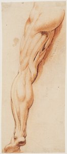 Anatomische Studie (Écorché). Ein Manns entblößtes linkes Bein von hinten gesehen