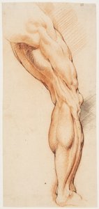 Anatomische Studie. Ein Manns entblößtes rechtes Bein von hinten, nach rechts gedreht