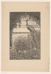 Sitzender und stehender Pfau in der Natur