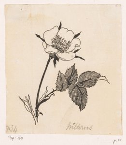 Wilde Rose von Willem Wenckebach