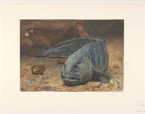 Seewolf auf dem Boden eines Aquariums