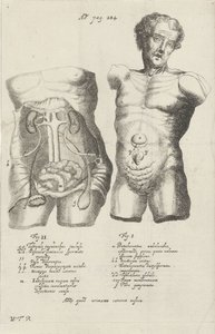 Anatomische Studie von zwei Rümpfen