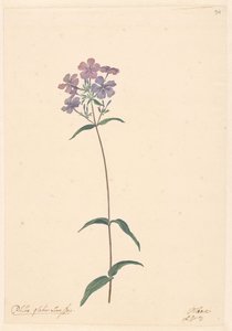 Zweig einer Phlox von Willem van Leen (attributed to)