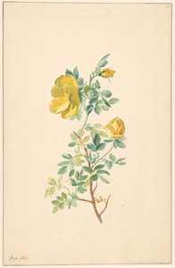 Zweig einer gelben Rose (Rosa Lutea) von Willem van Leen (attributed to)