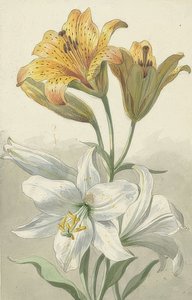 Gelbe und weiße Lilien