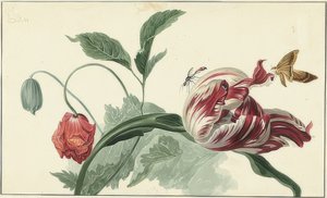Tulpe und Mohn