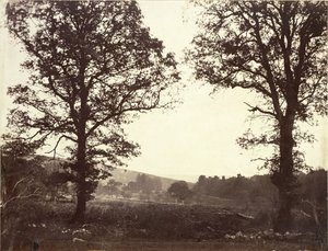 Landschaft mit Ulmen, Ashdown, Großbritannien