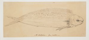 WD 961 f.24 von William Alexander