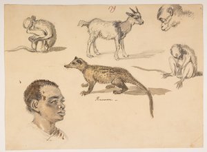 Männerkopf, Waschbär, Ziege und Affen, aus einem Album von 372 Zeichnungen von Landschaften, Küstenlinien, Kostümen und Alltagsleben während der Botschaft von Lord Macartney an den Kaiser von China, zwischen 1792 und 1794 von William Alexander