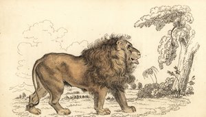 Asiatischer Löwe, gefährdet, Panthera leo leo, 1834 (Gravur)