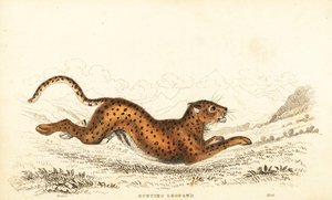 Gepard, Acinonyx jubatus, 1834 (Gravur)