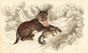 Eurasischer Luchs, Lynx lynx