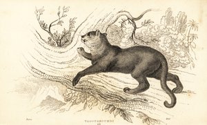 Jaguarundi, Puma yagouaroundi, 1834 von William Alexander Forbes