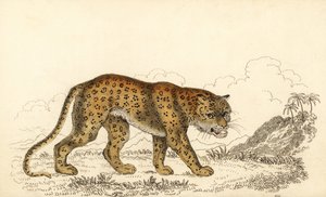 Leopard, Panthera pardus, gefährdet