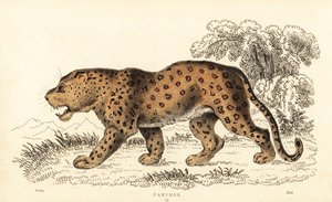 Leopard, Panthera pardus, gefährdet, 1834 (Gravur)