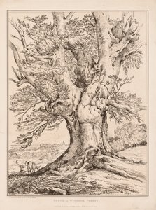 Buche im Windsor Forest, 1805 von William Alfred Delamotte