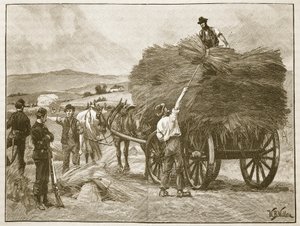 Die Rettung der Ernte von Captain Boycott, Illustration aus 
