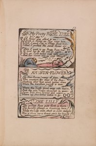 Lieder der Unschuld und Erfahrung, Platte 53, Mein hübscher Rosenbaum, Ach! Sonnenblume, Die Lilie von William Blake