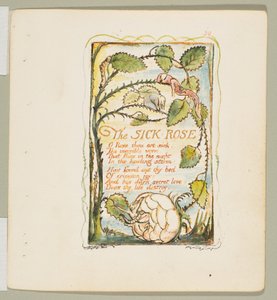 Lieder der Unschuld und Erfahrung: Die kranke Rose, ca. 1825 von William Blake