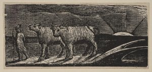 Unyokd Heifers, Loitering Homeward (aus Thorntons Pastorals of Virgil, 1821) von William Blake