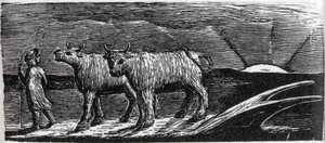 Ungejochte Färsen, die nach Hause schlendern, Illustration aus Dr. Thorntons 