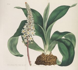 Botanisches Magazin, 1787-1833 von William Curtis