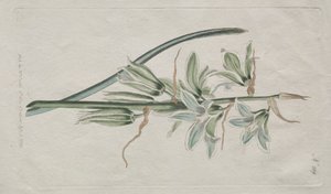 The Botanical Magazine or Flower Garden Displayed: Stern von Bethlehem von William Curtis