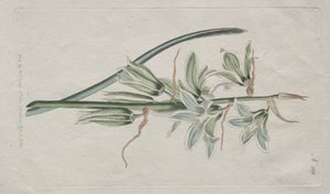 Das Botanische Magazin oder Blumengarten: Stern von Bethlehem, 1794 von William Curtis