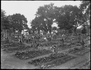 Kinder arbeiten im Schulgarten im Isham Park, New York City, 5. August 1914
