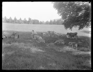 Kühe ruhen unter einem Baum, wahrscheinlich die McCready-Farm, Crawford County, Pennsylvania, ca. 1913 von William Davis Hassler