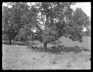 Kühe ruhen unter einem Baum, wahrscheinlich die McCready-Farm, Crawford County, Pennsylvania, ca. 1913 von William Davis Hassler