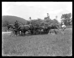 Zwei Männer laden Weizengarben auf einen Pferdewagen, wahrscheinlich die McCready-Farm, Crawford County, Pennsylvania, ca. 1913