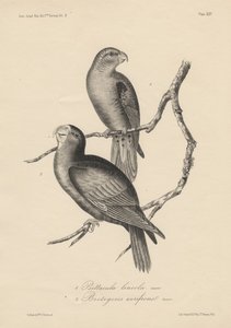 1. Psittacula lineola und 2. Brotogeris aurifrons, Lithographie von J.T. Bowen, 1850 von William E. Hitchcock