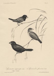 Spermestes Nigriceps (männlich und weiblich) und Spermestes Fuscans, Lithographie von J.T. Bowen, 1850