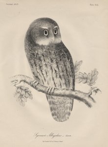 Syrnium Albogularis, Lithographie von J.T. Bowen, 1850 von William E. Hitchcock
