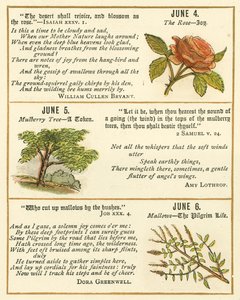 Seite aus dem Bibel-Emblem-Jubiläumsbuch von William Foster