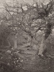 Forêt de Fontainebleau, 1870er von William Harrison