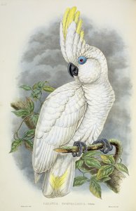 Blauäugiger Kakadu von William Hart