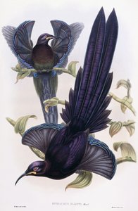 Epimachus Ellioti, Ward, ca. 1891-1898