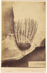[Fossil eines Seelilien]