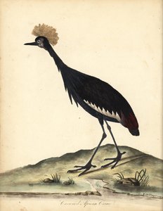 Schwarze Kronenkranich, Balearica pavonina. Handkolorierte Kupferstichgravur einer Illustration von William Hayes und seinem Kind C aus Portraits of Rare and Curious Birds from the Menagery of Osterly Park