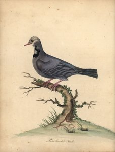 Lori mit reinem Nacken, Lorius domicella. Gefährdet. Schwarzgekrönter Lori, Psittacus domicilla. Handkolorierter Kupferstich einer Illustration von William Hayes aus Portraits of Rare and Curious Birds from the Menagery of Osterly Park (London: Bulmer) von William Hayes