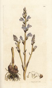 Verzweigte Sommerwurz, Orobanche ramosa. Handkolorierte Kupferstichgravur von James Sowerby aus James Smith