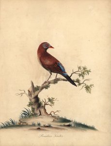 Blaukopfwachtel-Taube, Starnoenas cyanocephala. Gefährdet. (Blaukopf-Turteltaube oder -Taube, Columba cyanocephala) Handkolorierter Kupferstich einer Illustration von William Hayes aus Portraits of Rare and Curious Birds from the Menagery of Osterly Park von William Hayes