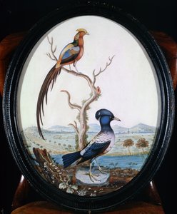 Goldfasan und Eichelhäher von William Hayes
