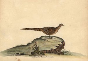 Goldener oder Chinesischer Fasan, Chrysolophus pictus, Weibchen. Handkolorierte Kupferstichgravur einer Illustration von Ann und Emily Hayes aus William Hayes