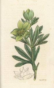 Grüne Nieswurz, Helleborus viridis. Handkolorierter Kupferstich von James Sowerby aus James Smiths English Botany, London